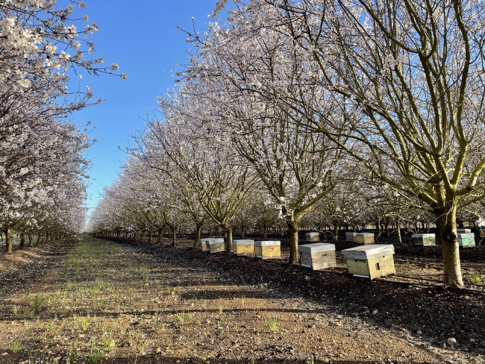 Almond trees in blossom with managed beehives positioned through the orchard