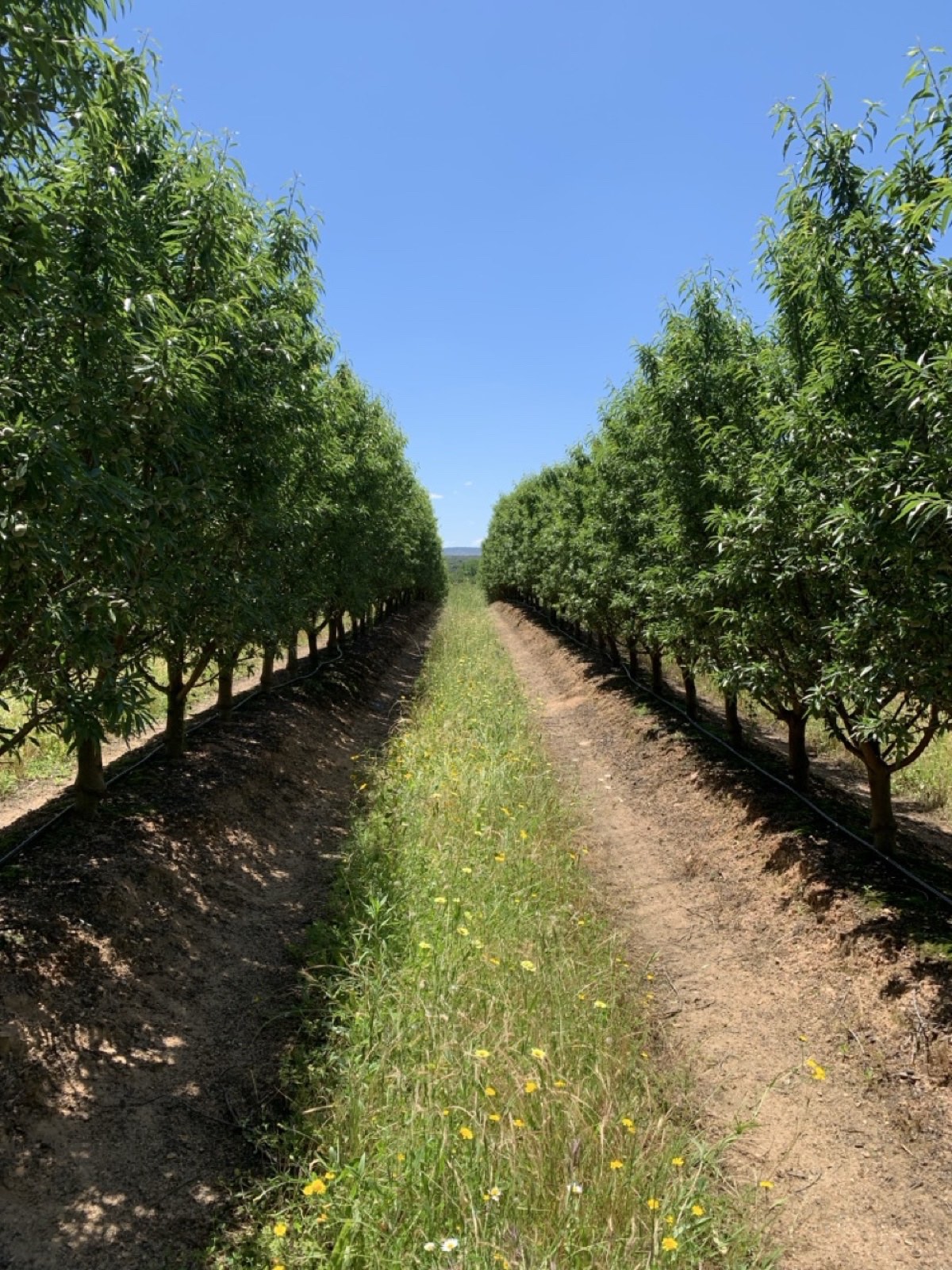 A Portuguese almond orchard with living ground cover and irrigation lines between the tree rows