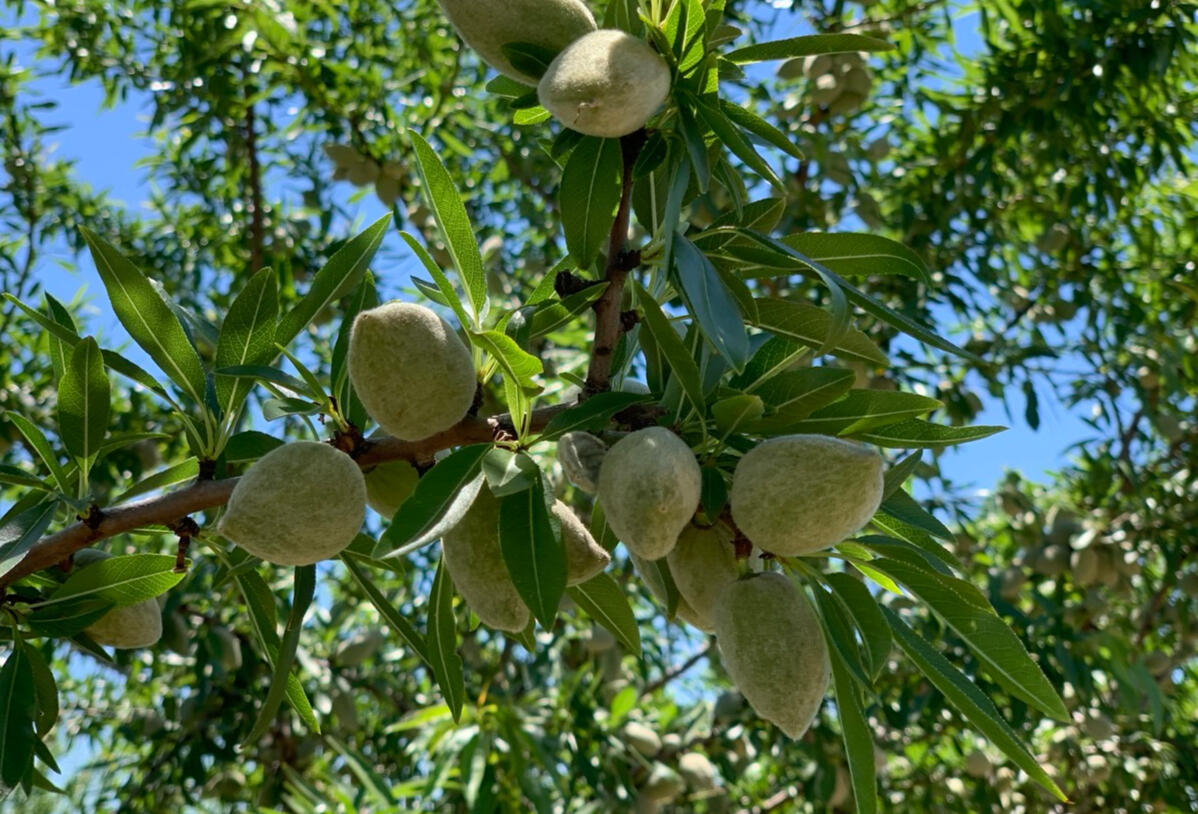 Almond Tree Almonds